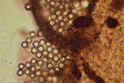 Cribraria oregana