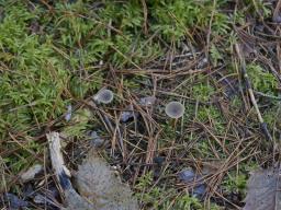 Omphaliaster asterosporus