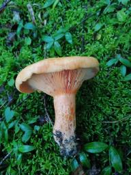 Lactarius deterrimus