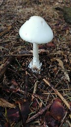 Amanita virosa