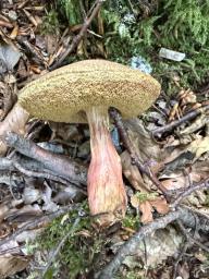 Xerocomellus chrysenteron