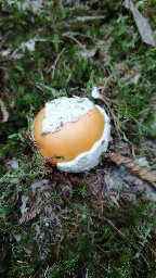 Amanita caesarea