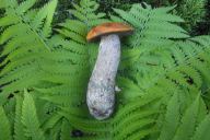 Leccinum versipelle