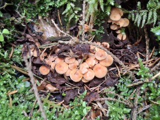 Hypholoma fasciculare