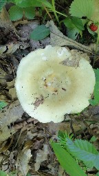 Russula aeruginea