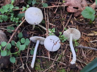 Inocybe geophylla