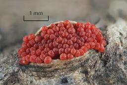 Neonectria punicea