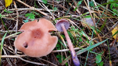 Laccaria bicolor