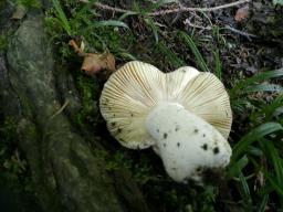 Russula rubroalba