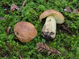 Butyriboletus subappendiculatus