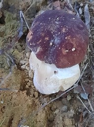 Boletus pinophilus