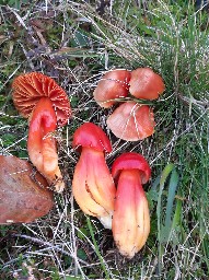 Hygrocybe splendidissima