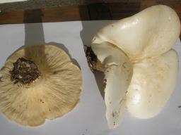 Aspropaxillus candidus