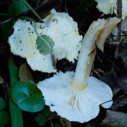 Hygrophorus chrysodon