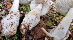 Amanita pseudoargentea