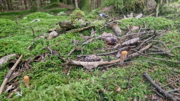 Clavariadelphus truncatus