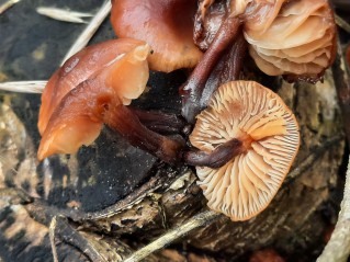 Flammulina velutipes