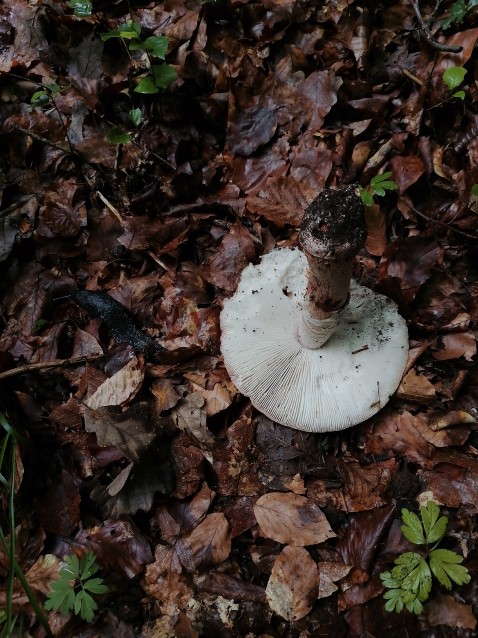 Amanita rubescens