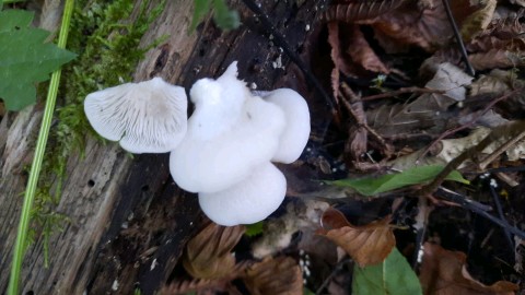 Crepidotus cesatii