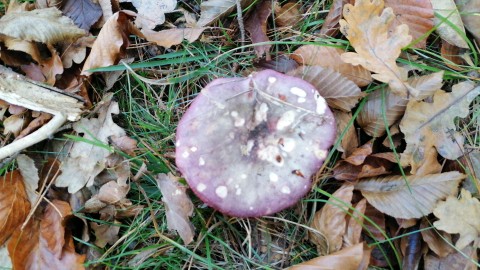 Russula romellii