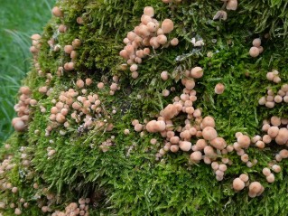 Coprinellus disseminatus