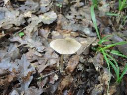 Entoloma conferendum var. conferendum