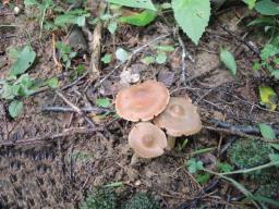 Cortinarius obtusus