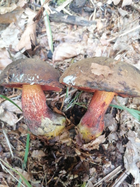 Neoboletus erythropus