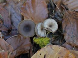 Fayodia bisphaerigera