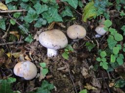 Cortinarius lividoviolaceus