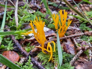 Calocera viscosa