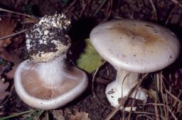 Cortinarius aleuriosmus