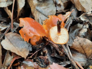 Flammulina velutipes