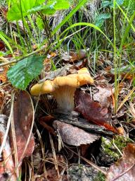 Cantharellus amethysteus