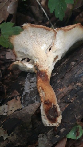 Polyporus tuberaster