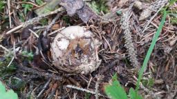 Russula albonigra