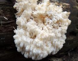 Hericium flagellum