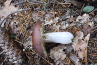 Russula integra