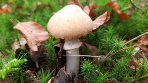 Cortinarius caperatus