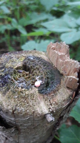 Lycogala epidendrum