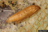 Phyllonorycter platani