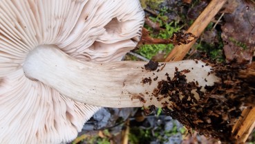 Pluteus cervinus