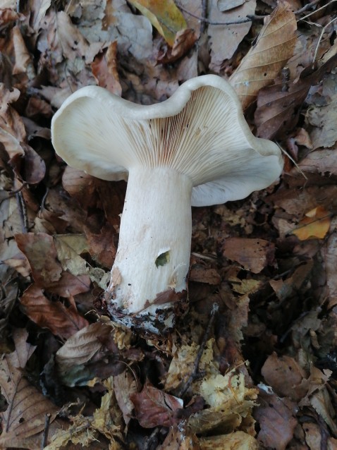 Clitocybe nebularis