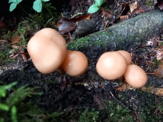 Gymnopus fusipes