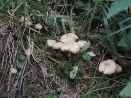 Inocybe posterula