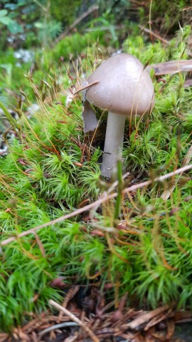 Amanita porphyria