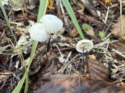 Marasmius rotula