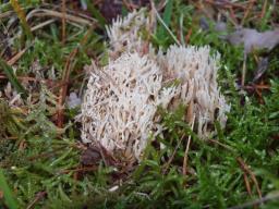 Ramaria gracilis