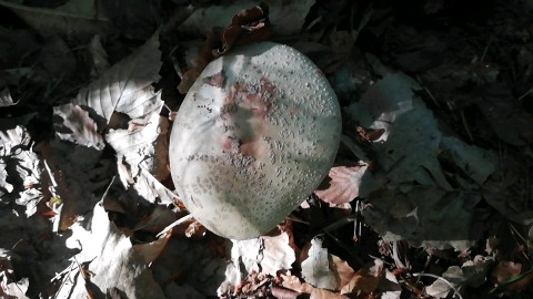 Amanita rubescens