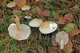 Tricholoma stiparophyllum